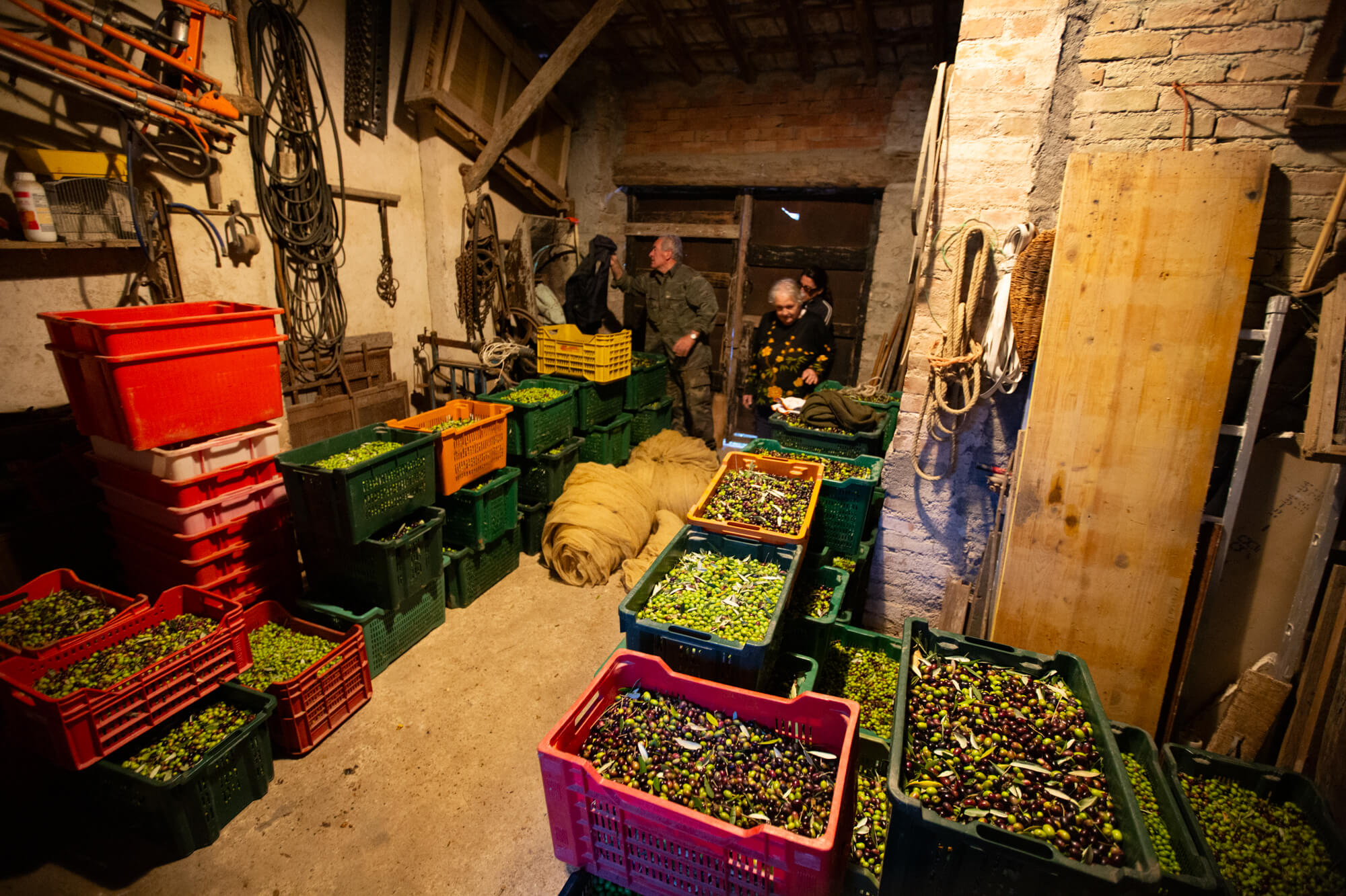 stacks of colorful crates filled with freshly harvested olives inside a rustic tuscan farm workspace where people are sorting and storing the fruit before going to the press