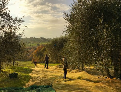 Tuscany – Olive Harvest