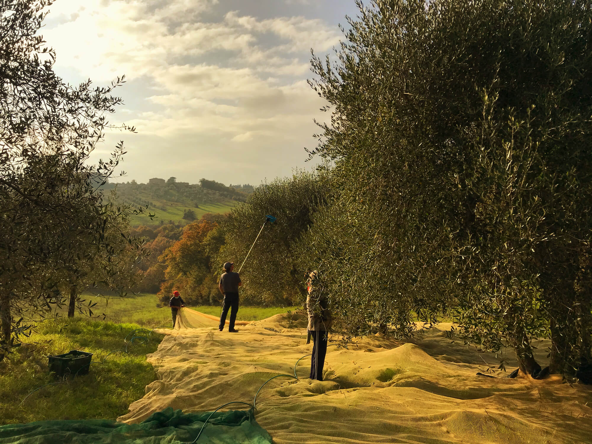 workers harvesting olives using nets and mechanical poles in a tuscan olive grove with rolling hills in the background